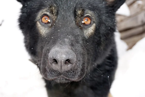 Museau d'un chien noir — Photo