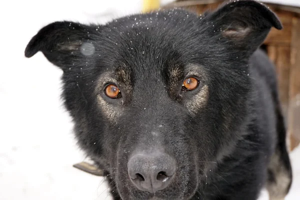 Museau d'un chien noir — Photo