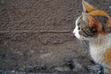 Beyaz-Auburn kedi bir yana görünüyor