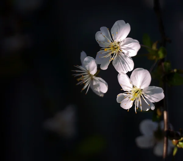 Fiori di ciliegio bianco in primo piano — Foto Stock