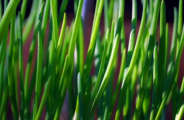Zielona cebula rośnie w warzywo ogrodowe — Zdjęcie stockowe
