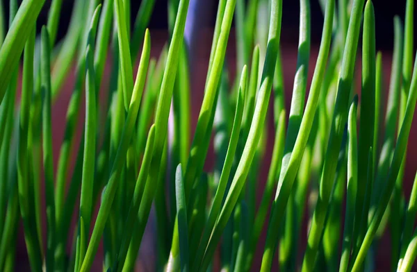 Grüne Zwiebeln wachsen im Gemüsegarten — Stockfoto