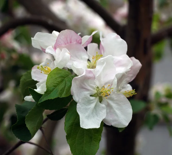 Apple tree bloom in the garden — Stock Photo, Image