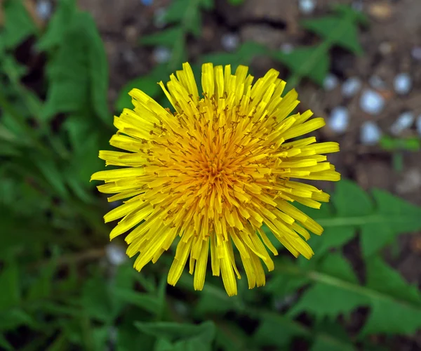 Löwenzahn im Garten aus nächster Nähe — Stockfoto