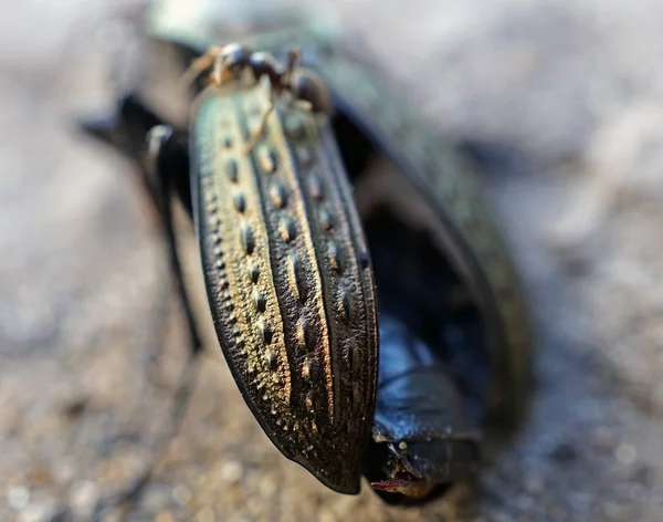 Dead beetle closeup outdoors — Stock Photo, Image