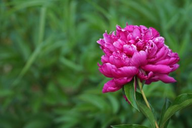 Bahçedeki güzel çiçek