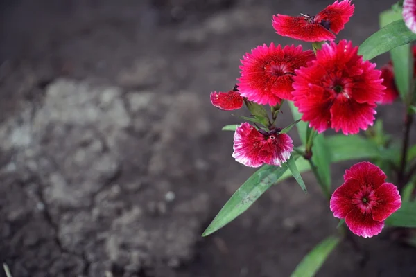 Schöne Blume im Garten — Stockfoto
