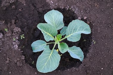 Bahçede lahana yetişiyor.