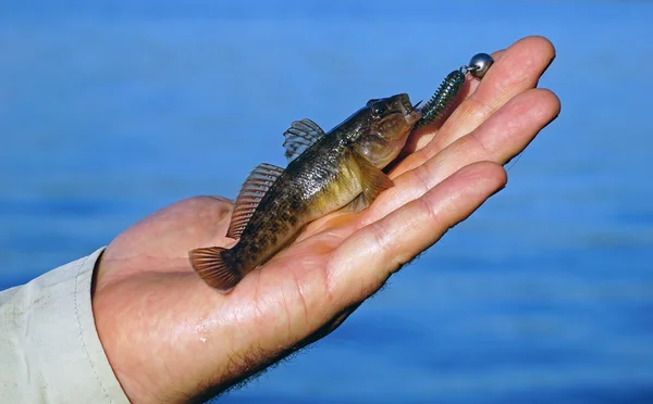 Goby in hand fisherman closeup — Stock Photo, Image