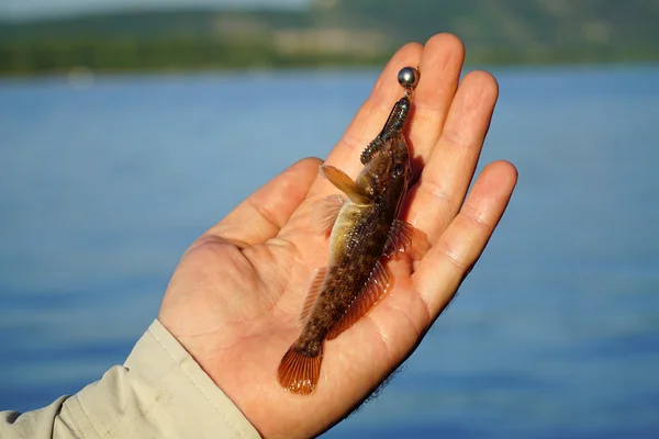 Smörbult i hand fisherman närbild — Stockfoto