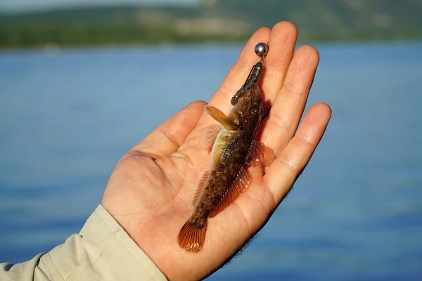 Goby di tangan nelayan closeup — Stok Foto