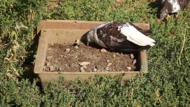 Palomas caminan al aire libre — Vídeos de Stock