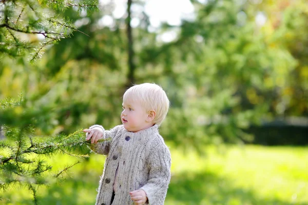 Bambino che tocca abete rosso — Foto Stock