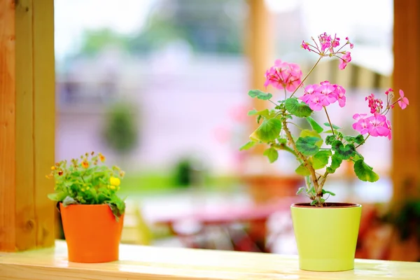 Roze bloemen in bloempot — Stockfoto