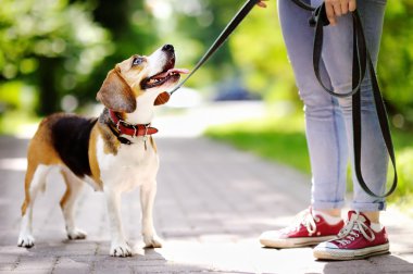 Parkta Beagle köpek olan kadın