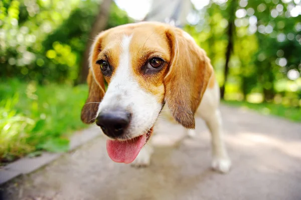 Cão Beagle ativo engraçado — Fotografia de Stock