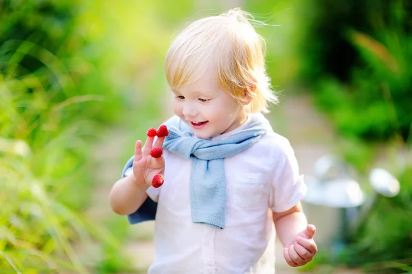 Peuter jongen op zoek op zijn oogst op raspberry farm — Stockfoto