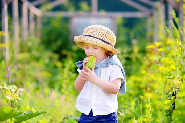 Batole chlapec jíst čerstvé okurky v domácí zahradě — Stock fotografie