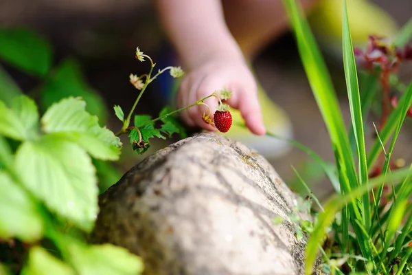 Küçük çocuk el tatlı yabani çilek toplama — Stok fotoğraf