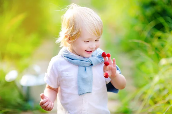 Peuter jongen op zoek op zijn oogst op raspberry farm — Stockfoto