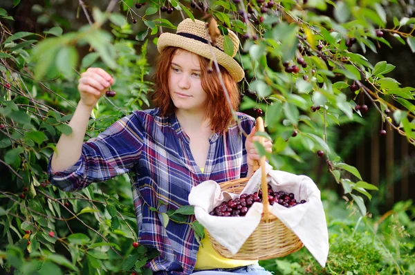 Jonge vrouw in stro hoed plukken bessen van de kersenboom — Stockfoto