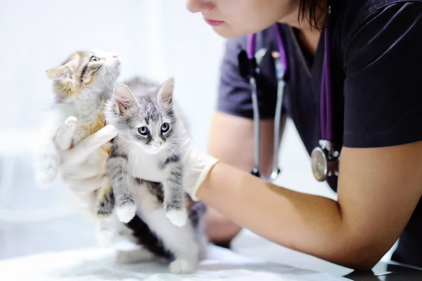 Ветеринарный врач смотрит на котенка — стоковое фото