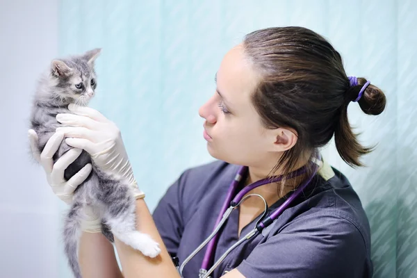 Vrouwelijke veterinaire arts op zoek op kitten — Stockfoto