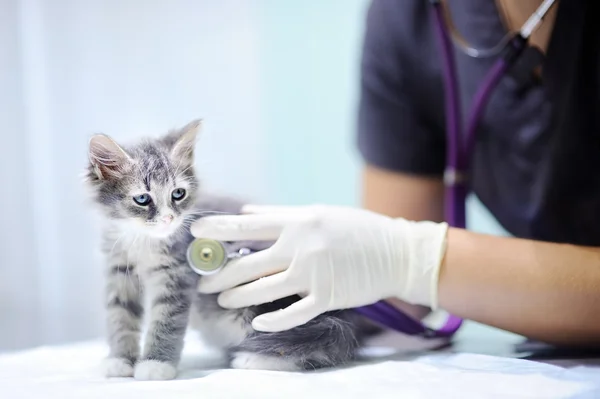 Médico veterinario usando estetoscopio para gatito —  Fotos de Stock