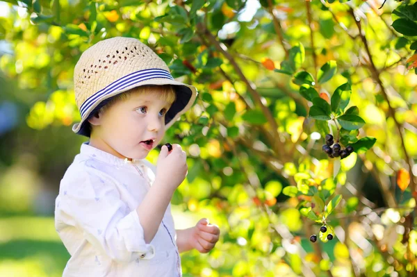 Ładny toddler chłopiec zbieranie czarne porzeczki w ogrodzie — Zdjęcie stockowe