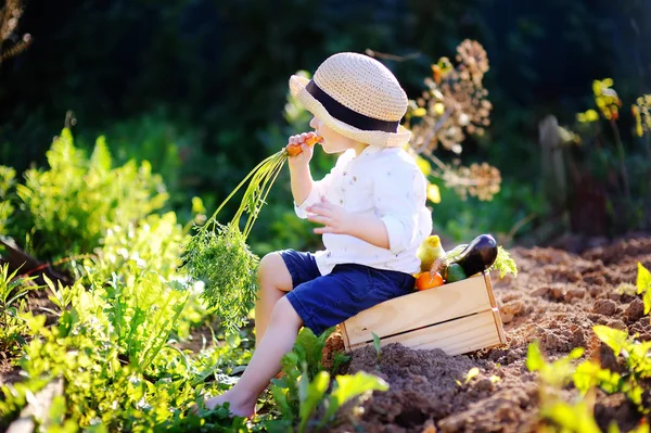 Küçük çocuk ahşap sandık üzerinde oturan organik havuç yeme — Stok fotoğraf