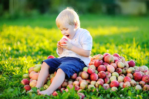 Toodler niño sentado en un montón de manzanas en el jardín doméstico — Foto de Stock