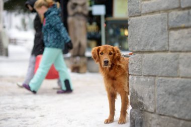 Saas Fee, İsviçre - 4 Şubat 2020: Alps, İsviçre, Avrupa 'da küçük bir kasabanın caddesindeki İrlandalı köpek. Kış tatilinde Alpler 'de evcil hayvan konsepti var. Kayak merkezi.