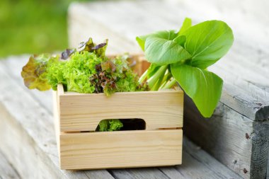 Tahta verandada taze organik salata büfesi hasadı. Sağlıklı vejetaryen yemekleri. Yerel bir iş. Hasat..