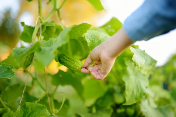 家庭菜園で野菜を収穫する際に 新鮮な有機キュウリを選ぶ小さな子供 子供のための健康的な自家製ベジタリアンフード 国での夏休み — ストック写真