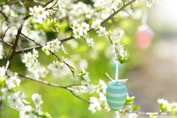 Close Photo Multicolored Easter Eggs Hanging Branch Blossoming Apple Tree — Stock Photo, Image