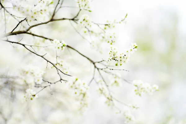 Close Foto Árvore Cereja Flor Jardim Ensolarado Com Céu Brilhante — Fotografia de Stock