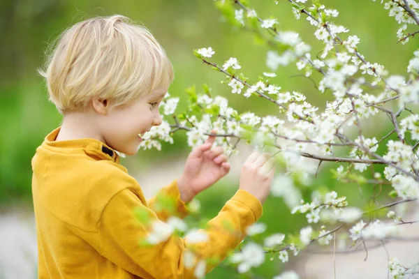 日当たりの良い庭で桜の木を賞賛する幸せな少年 春は優しい自然の景色を楽しむ子供たち — ストック写真