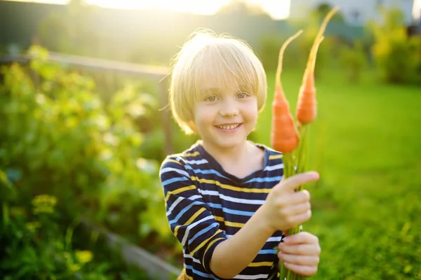 Niño Pequeño Ayuda Familia Cosechar Verduras Orgánicas Cosecha Propia Patio — Foto de Stock