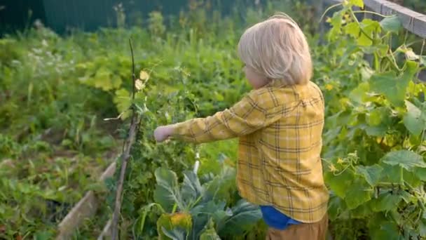 자녀가 정원에서 채소를 유기농의 완두콩을 것이다 아이들을 가정식 시골에서의 — 비디오