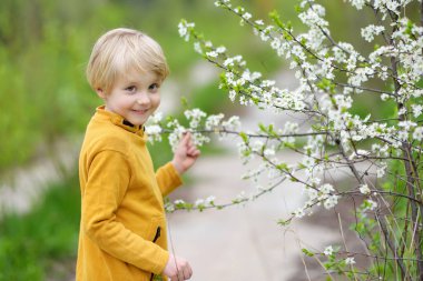 Güneşli bahçede çiçek açan kiraz ağacına hayran olan mutlu çocuk. Çocuk ilkbaharda yumuşak doğa manzarasının tadını çıkarıyor