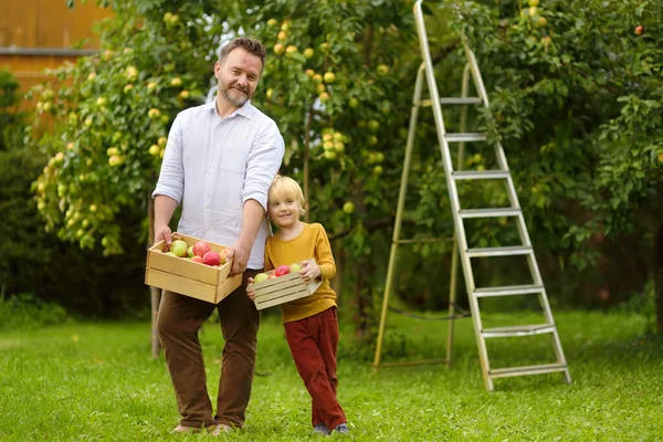 小男孩和他的父亲在果园里摘苹果 孩子和爸爸在收获季节休息 秋天在自家花园收获 地方企业 — 图库照片