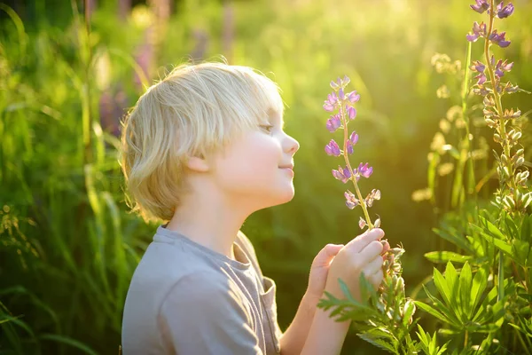 Cute Preschooler Boy Admiring Lupine Flowers Field Sunset Child Exploring — Stock Photo, Image