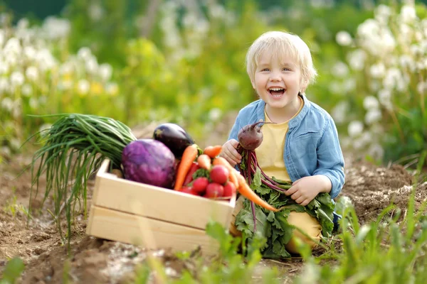 Lindo Niño Sentado Cerca Caja Con Cosecha Verduras Jardín Doméstico — Foto de Stock