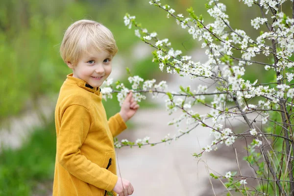 Felice Ragazzo Ammirando Albero Ciliegio Fiore Nel Giardino Soleggiato Bambino — Foto Stock