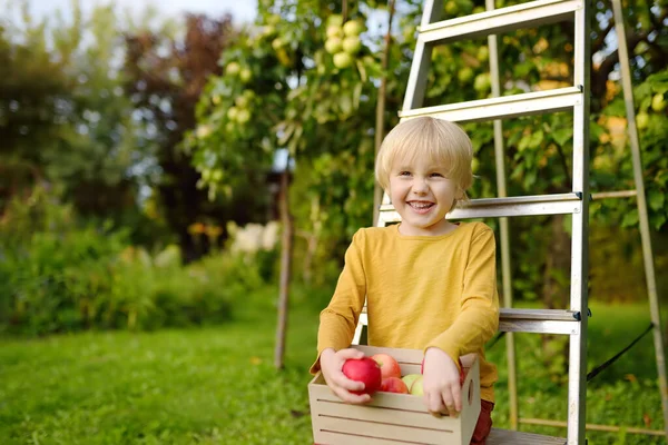 Chlapec Sbírá Jablka Sadu Dítě Držící Dřevěnou Krabici Čerstvým Ovocem — Stock fotografie