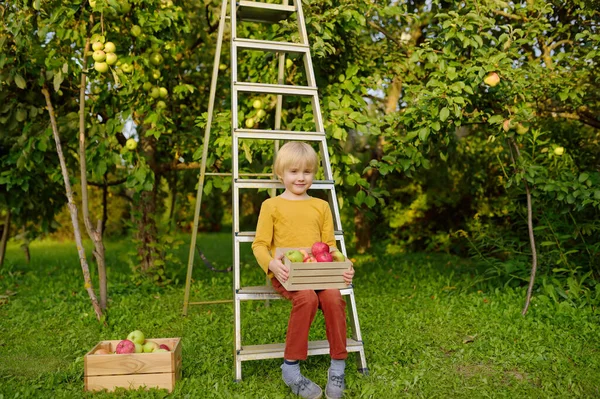 Küçük Çocuk Meyve Bahçesinden Elma Topluyor Elinde Taze Meyve Dolu — Stok fotoğraf