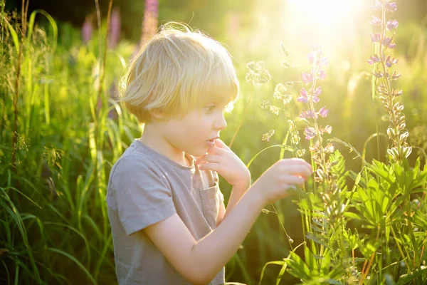 Cute Chłopiec Przedszkolak Podziwianie Kwiatów Łubinu Polu Zachodzie Słońca Dziecko — Zdjęcie stockowe