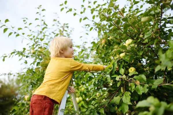 Anak Memetik Apel Kebun Buah Anak Anak Berdiri Tangga Dekat — Stok Foto