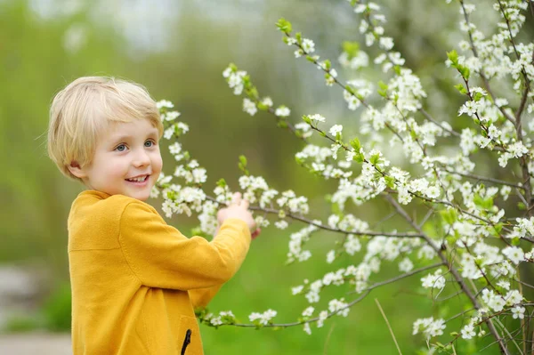 高兴的男孩在阳光灿烂的花园里欣赏着樱桃树 春天的时候 孩子们享受着柔嫩的自然风光 — 图库照片