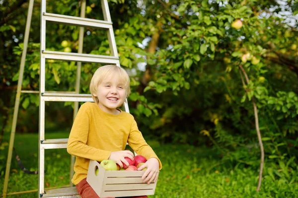 Chlapec Sbírá Jablka Sadu Dítě Držící Dřevěnou Krabici Čerstvým Ovocem — Stock fotografie